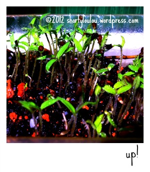 tinyplants10Nov2012